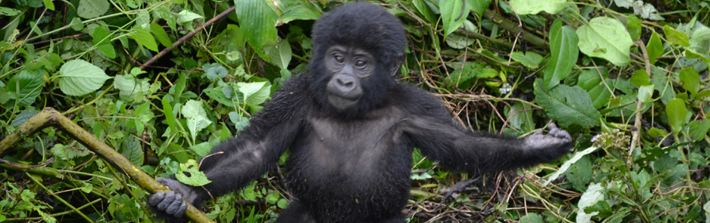 Our closest relatives live in the african fore